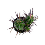 Pincushion Euphorbia | Euphorbia Ferox