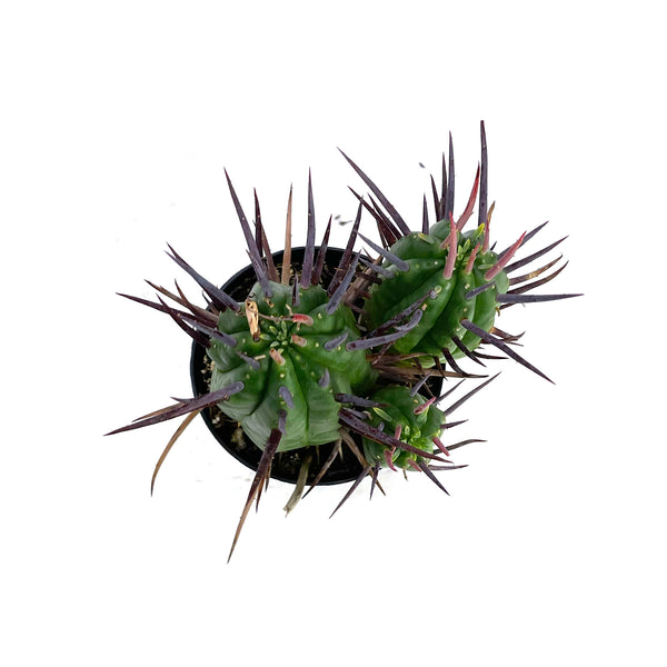 Pincushion Euphorbia | Euphorbia Ferox