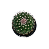 Mammillaria mystax