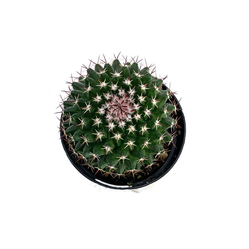 Mammillaria mystax