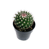 Mammillaria mystax