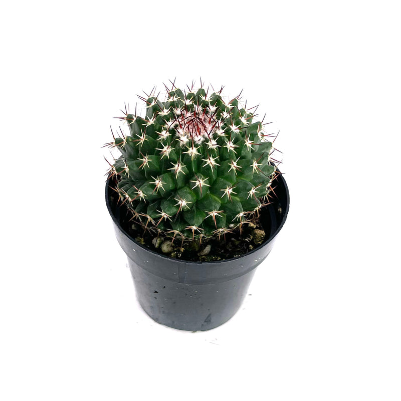 Mammillaria mystax