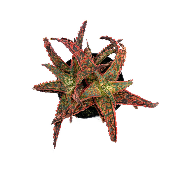Aloe Crimson Dragon | Aloe Hybrid