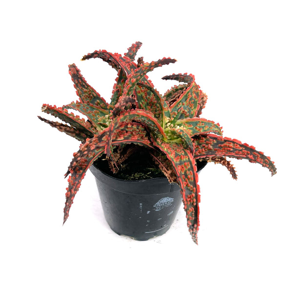 Aloe Crimson Dragon | Aloe Hybrid