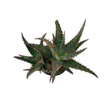 Aloe Blue Castilloniae | Aloe Castilloniae Hybrid - Lazy Gardens