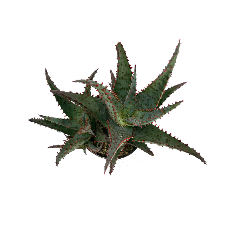 Aloe Blue Castilloniae | Aloe Castilloniae Hybrid - Lazy Gardens