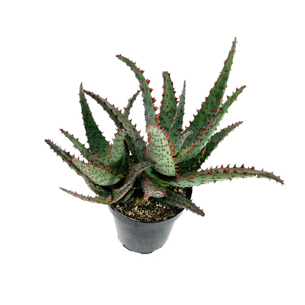 Blue Castilloniae Hybrid | Aloe Castilloniae Hybrid