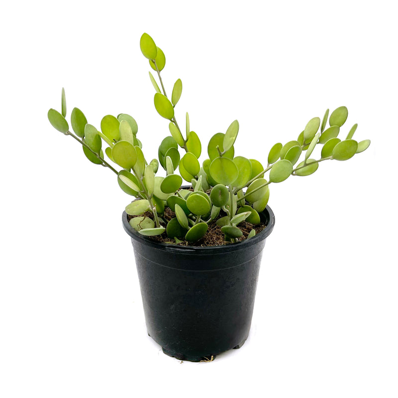 Xerosicyos Danguyi | Silver Dollar Vine - Lazy Gardens