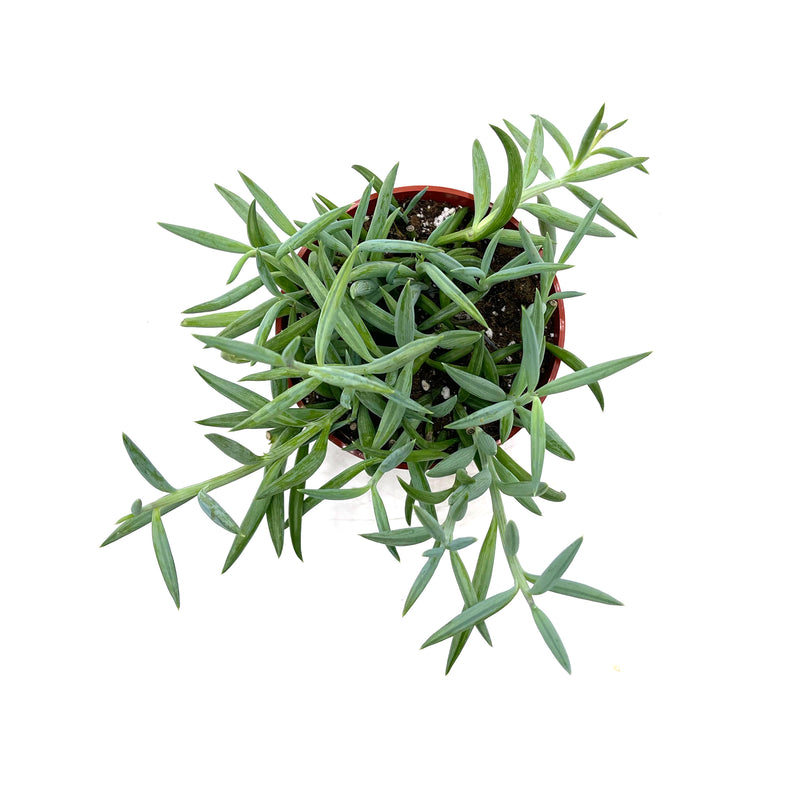 fish succulent plant Senecio Radicans