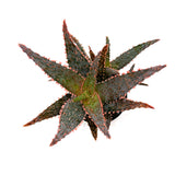 Aloe Amethyst | Aloe Hybrid