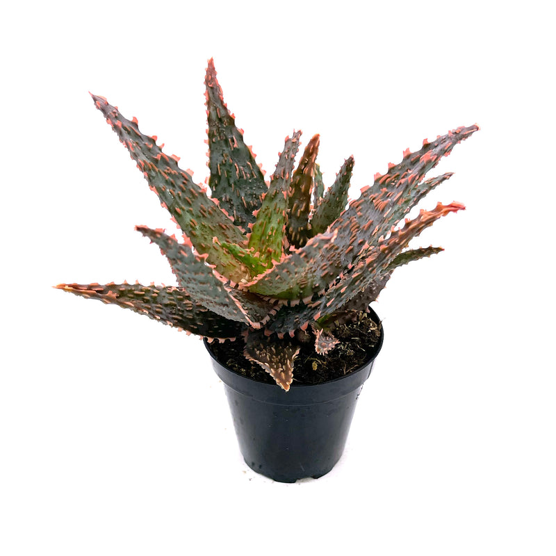 Aloe Amethyst | Aloe Hybrid