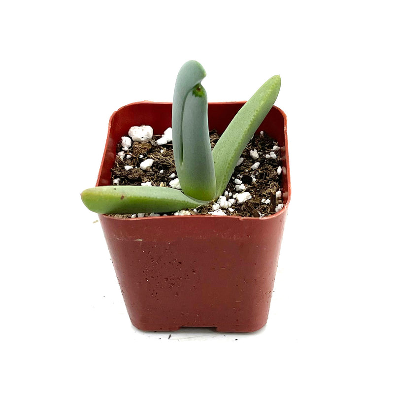 lobster succulent plant Cheiridopsis Candidissima