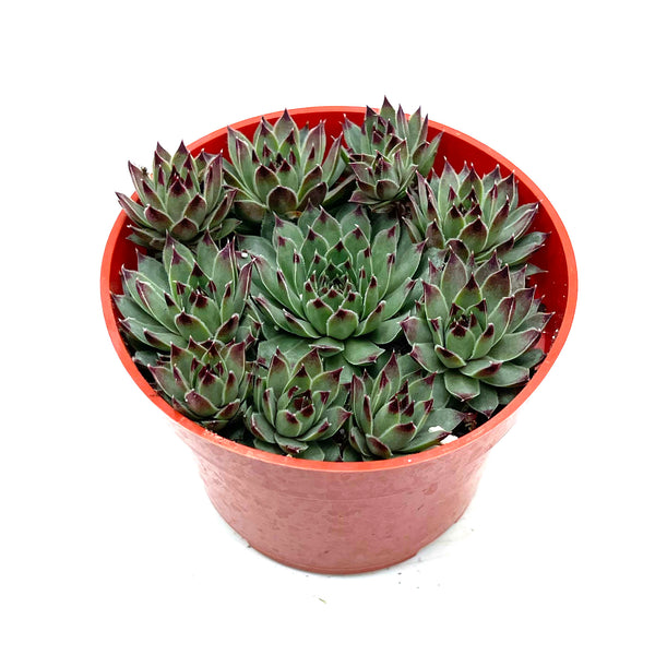 Sempervivum Calcareum | Hens & Chicks