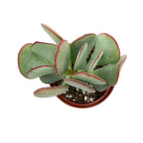 Crassula arborescens | Silver Dollar Jade - Lazy Gardens