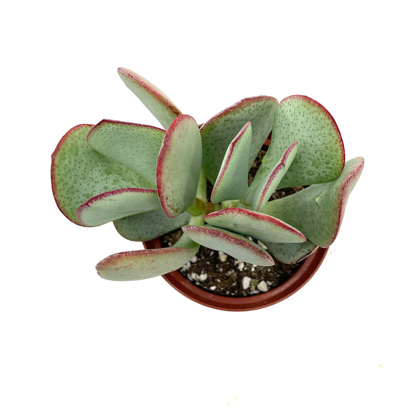 Crassula arborescens | Silver Dollar Jade - Lazy Gardens