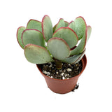 Crassula arborescens | Silver Dollar Jade - Lazy Gardens