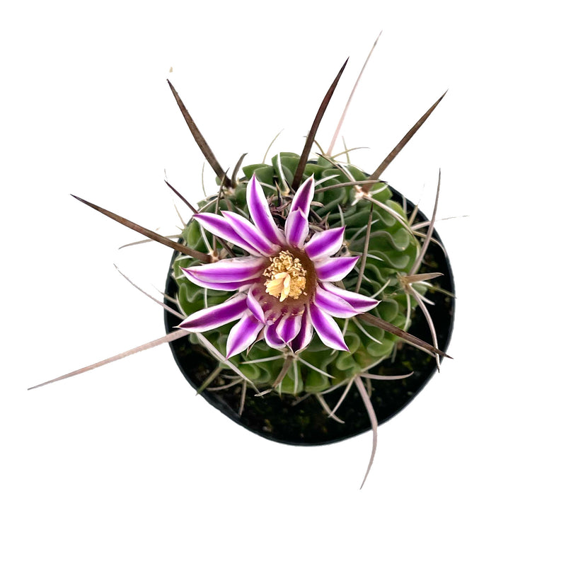 Brain Cactus | Stenocactus crispatus