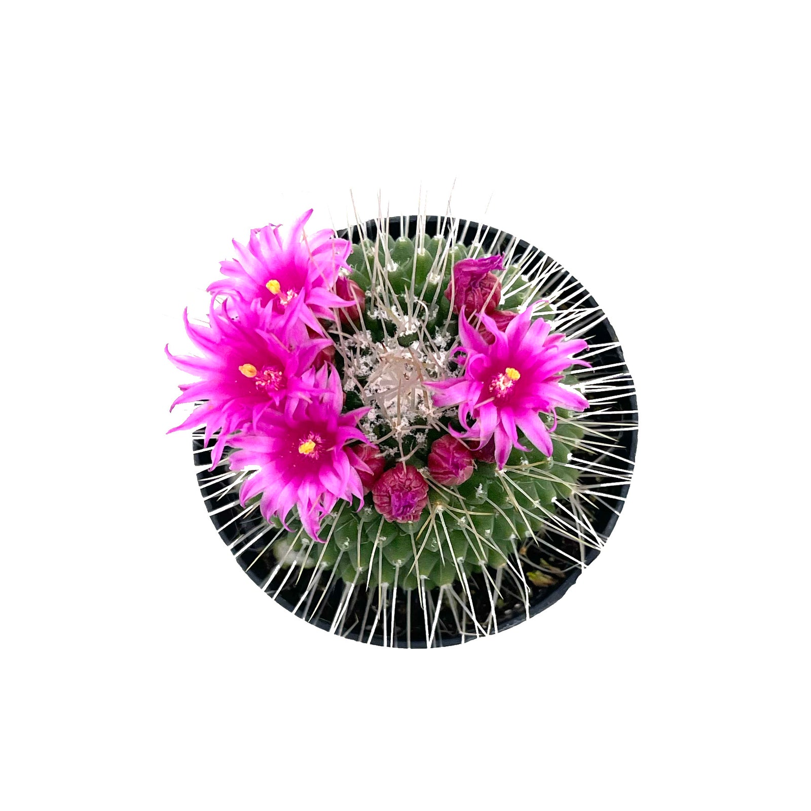 Mammillaria spinosissima