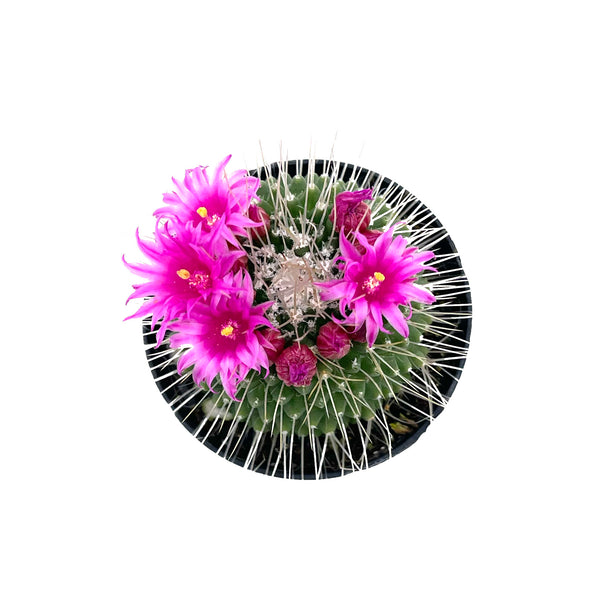 Un Pico Cactus | Mammillaria spinosissima