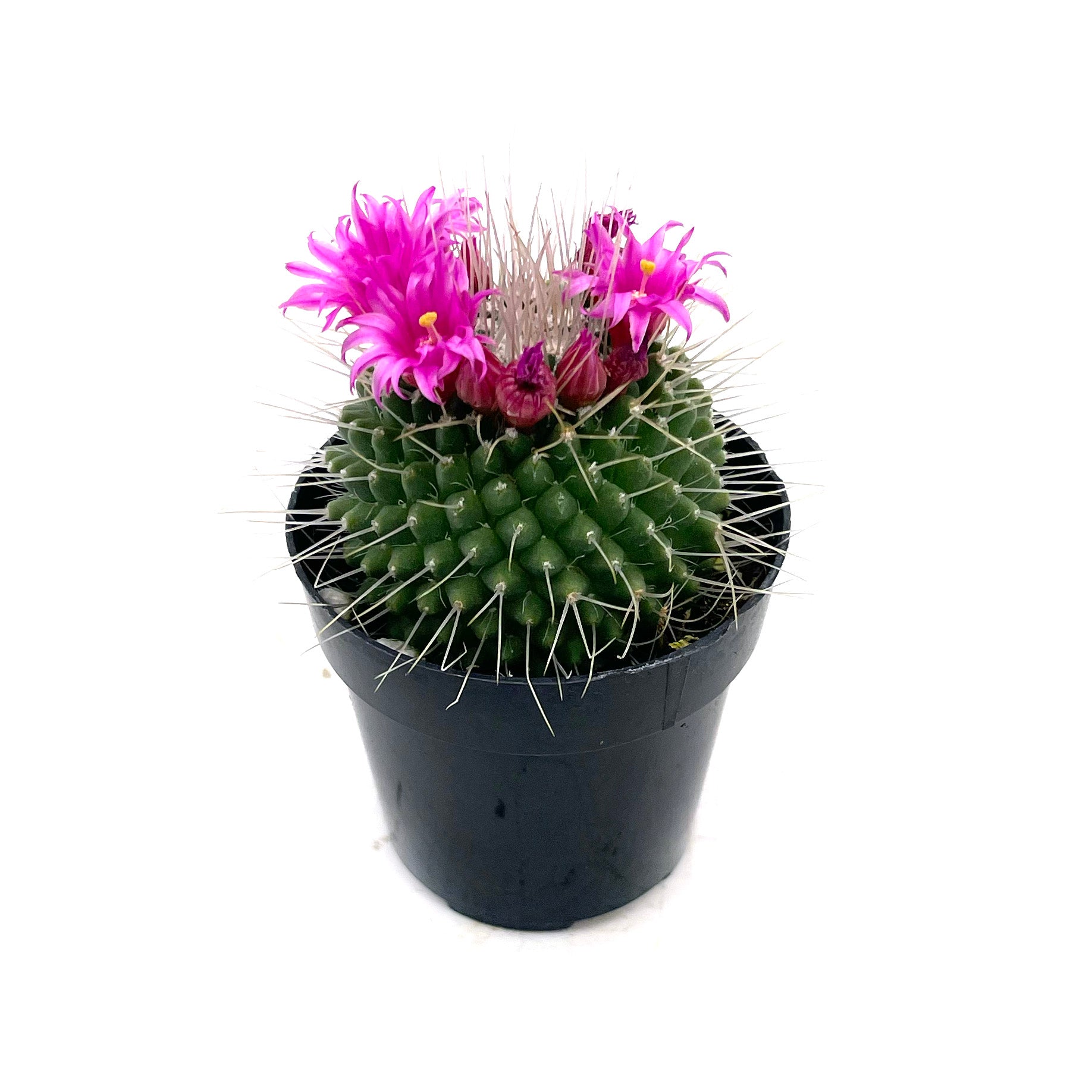 Mammillaria spinosissima