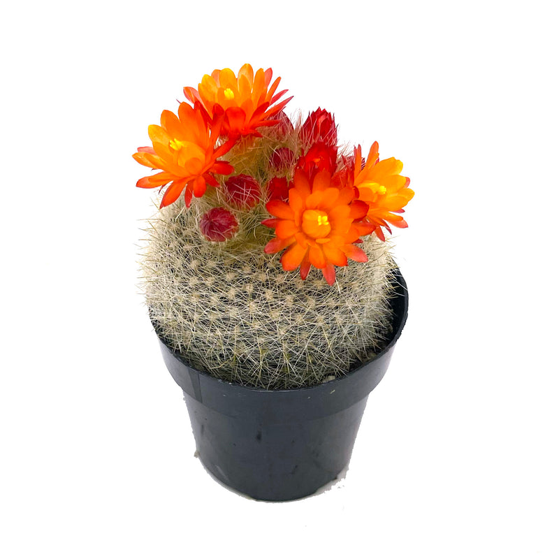 Scarlet Crown | Notocactus haselbergii