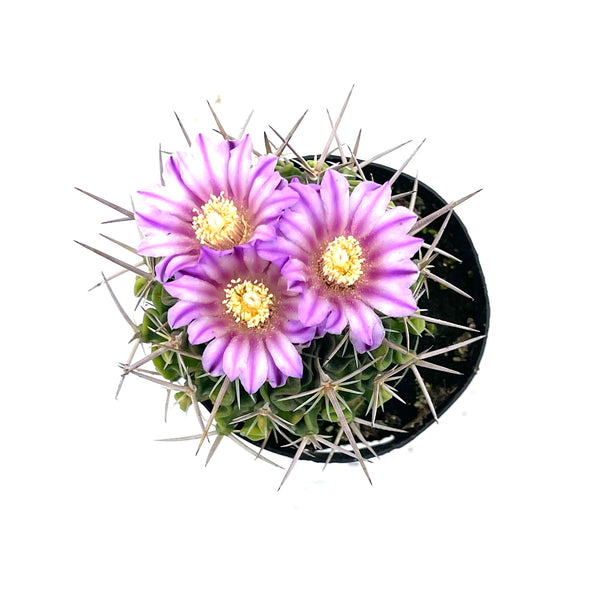 Brain Cactus | Stenocactus crispatus