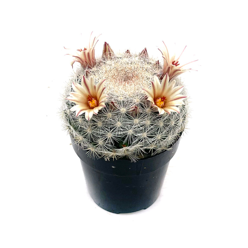 Snowball Cactus | Mammillaria candida