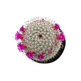 Elegans Cactus | Mammillaria Elegans