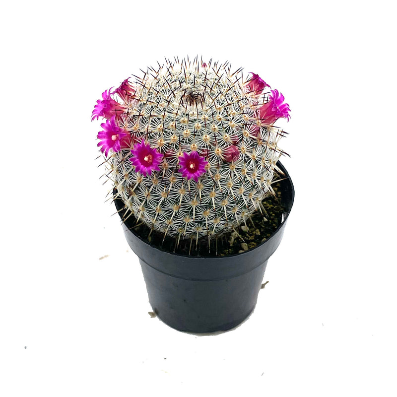 Elegans Cactus | Mammillaria Elegans