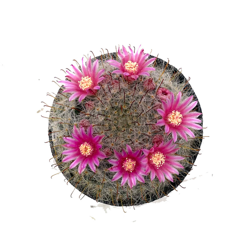 Powder Puff Cactus | Mammillaria Bocasana