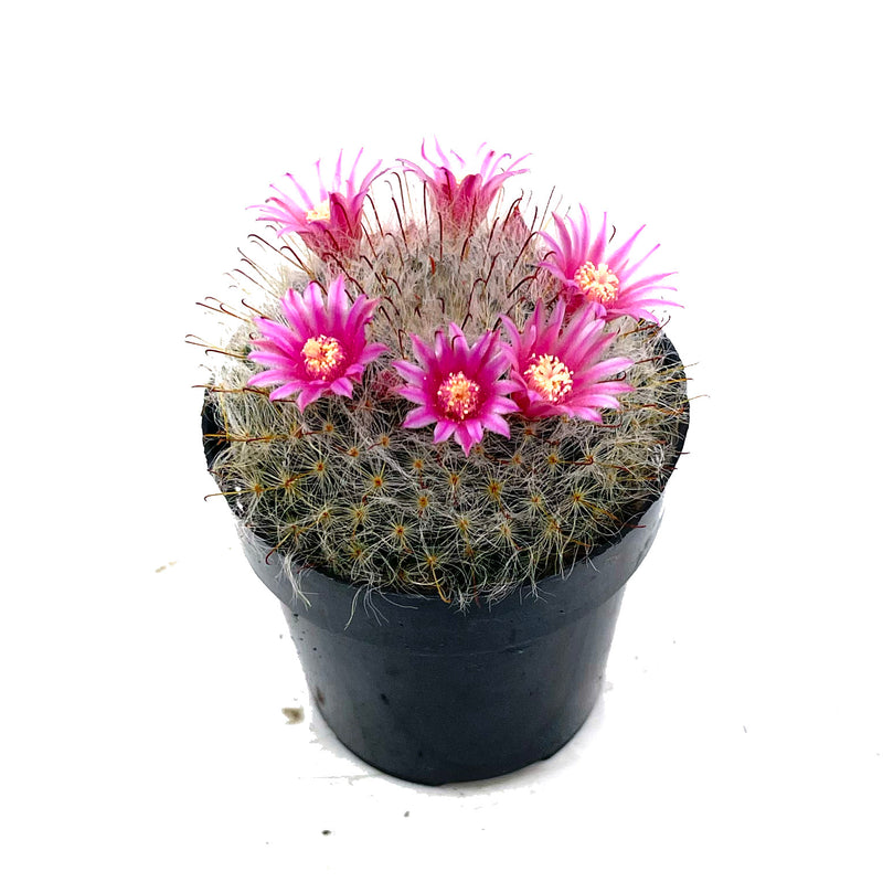 Powder Puff Cactus | Mammillaria Bocasana