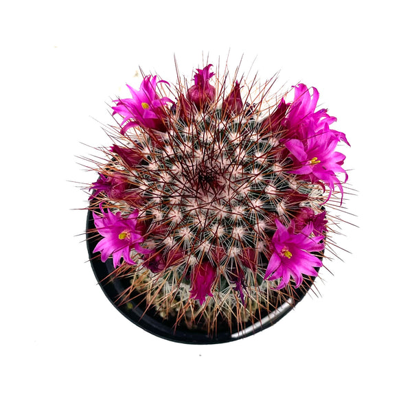 Red Headed Irishmen | Mammillaria Spinosissima