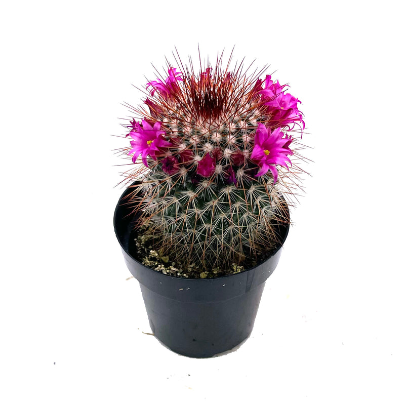 Red Headed Irishmen | Mammillaria Spinosissima