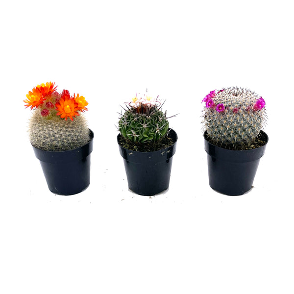 Assorted Blooming Cactus - Lazy Gardens