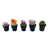 Assorted Blooming Cactus - Lazy Gardens