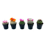 Blooming Cactus Variety Pack