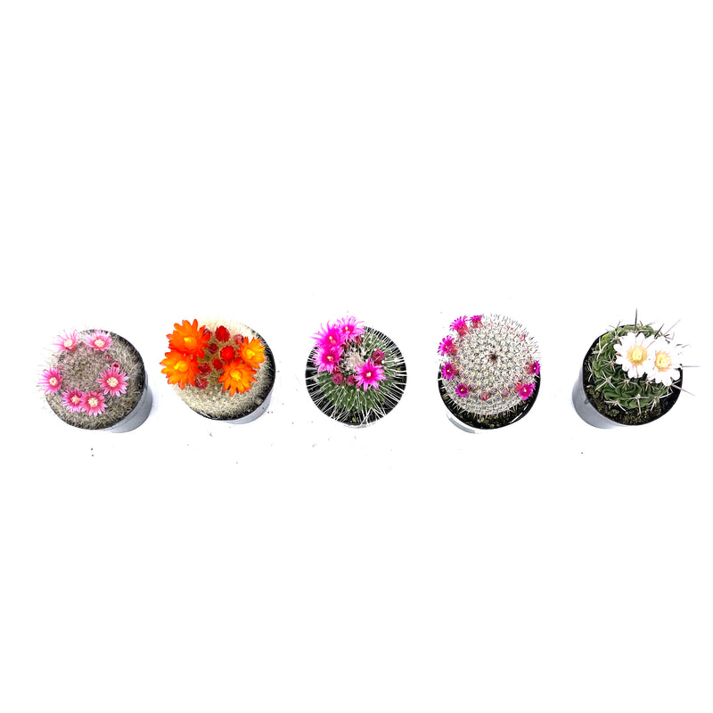 Blooming Cactus Variety Pack