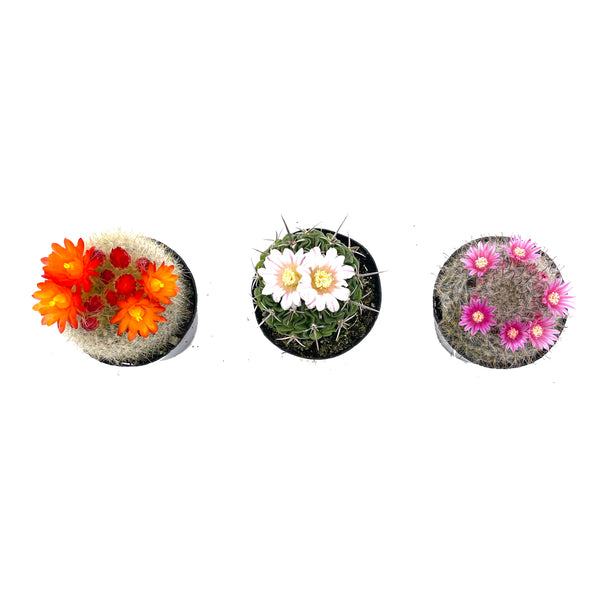 Assorted Blooming Cactus - Lazy Gardens