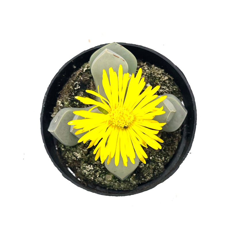 karoo rose succulent Lapidaria Margaretae