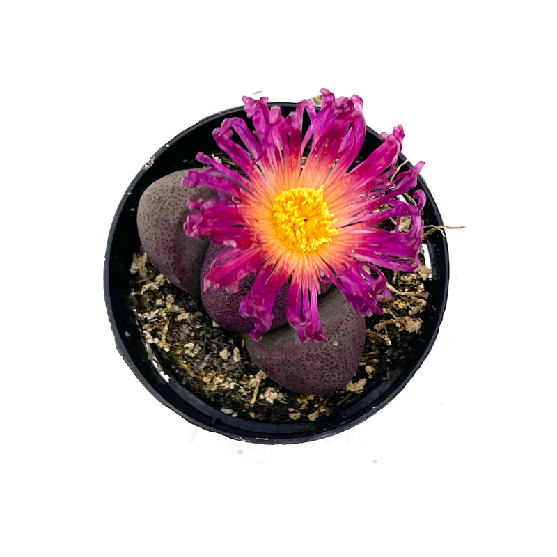 royal flush succulent care Pleiospilos Nelii