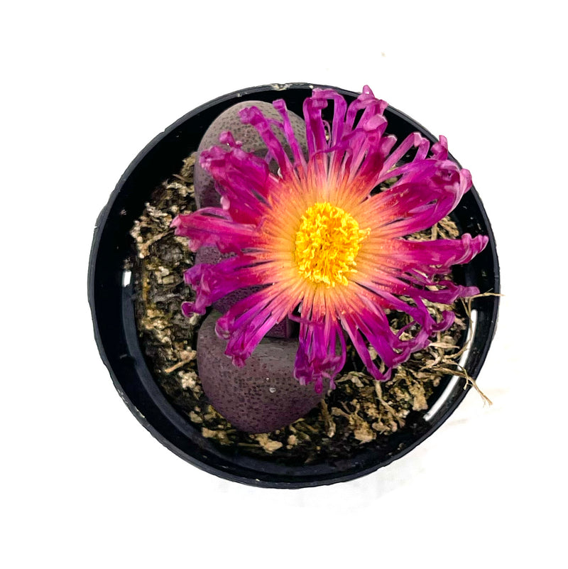 Pleiospilos Nelii | Royal Flush - Lazy Gardens