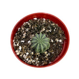 Euphorbia Infuasta