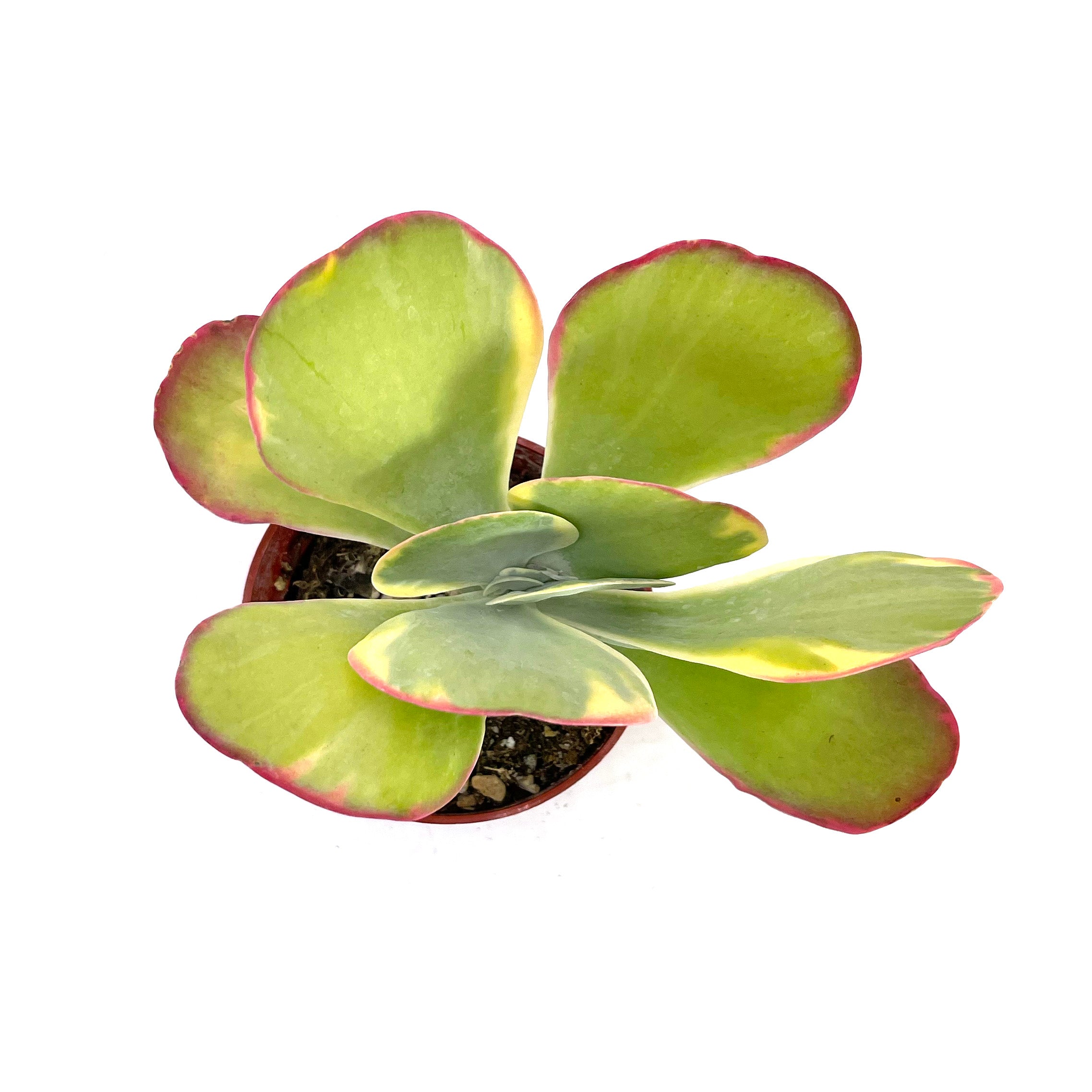 variegated flapjack succulent Kalanchoe Luciae variegata