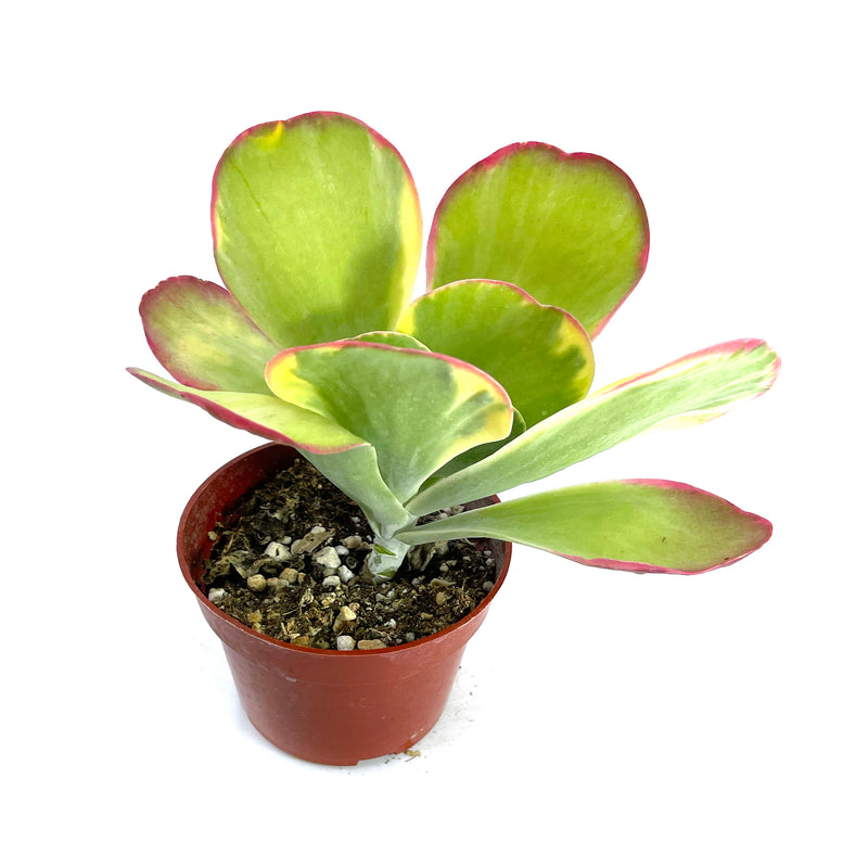 Flapjacks Variegated | Kalanchoe Luciae variegata