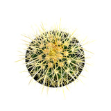 Golden Barrel Cactus | Echinocactus grusonii