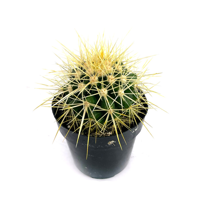Golden Barrel Cactus | Echinocactus grusonii