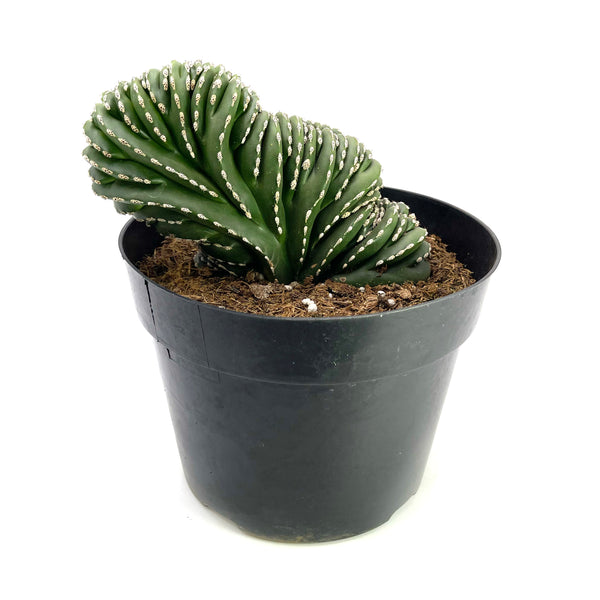 Pachycereus marginatus Cristata | Crested Mexican Fence Post Cactus - Lazy Gardens