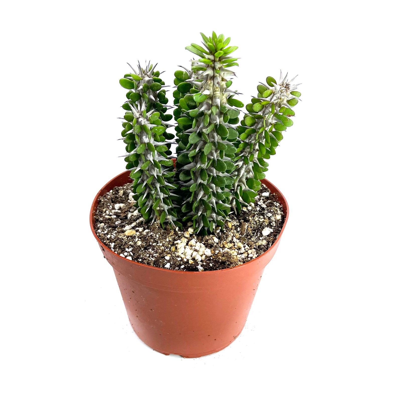 Alluaudia procera (Madagascar Ocotillo) | World of Succulents