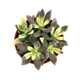 Ghost Plant Variegated | Graptopetalum Paraguayense Variegata
