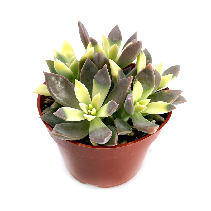 Ghost Plant Variegated | Graptopetalum Paraguayense Variegata